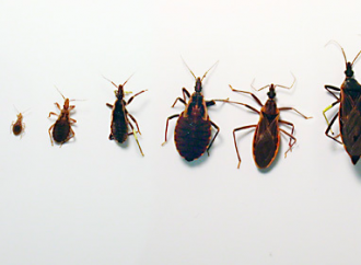 Nuevas Guías sobre Enfermedad de Chagas SIAC