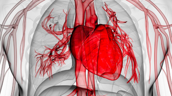 Evaluación cardiovascular pre-participación para la prevención de muerte súbita en atletas