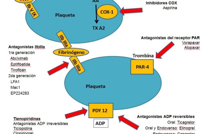 ¿Cómo funcionan los antiagregantes plaquetarios?