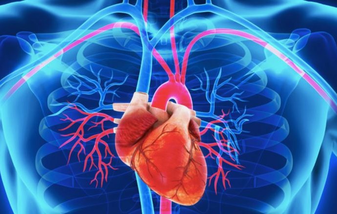 Inhibidores del punto de control inmunitario y toxicidad cardiovascular