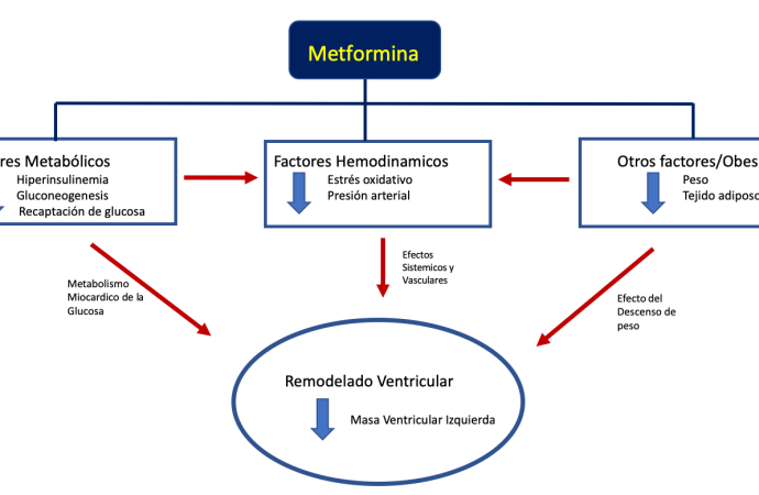 Efecto de la Metformina en la hipertrofia ventricular izquierda Estudio MET-REMODEL