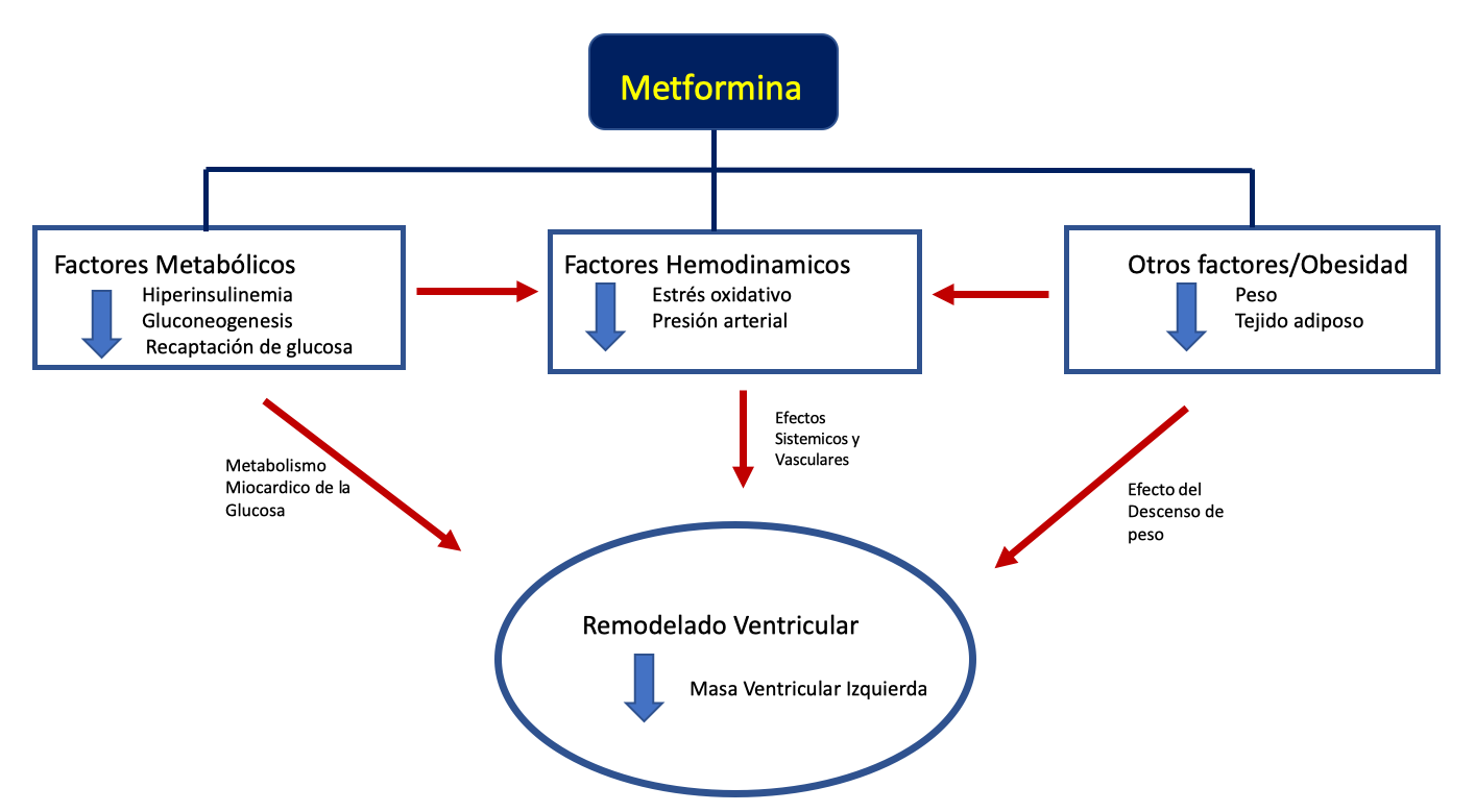 Efecto de la Metformina en la hipertrofia ventricular izquierda Estudio  MET-REMODEL