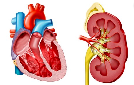 Síndrome cardiorrenal e Insuficiencia Cardíaca: Desafíos y oportunidades