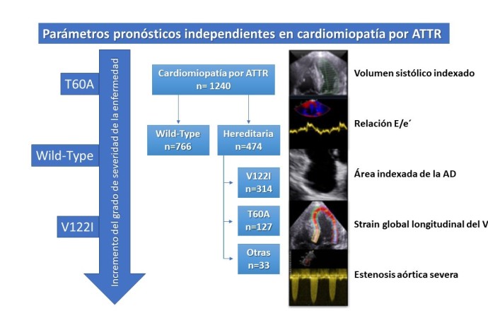 Amiloidosis cardíaca por transtiretina: Fenotipos ecocardiográficos y pronósticos