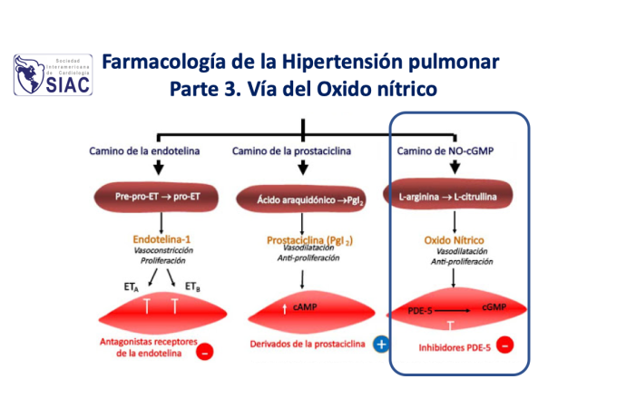 Farmacología de la hipertensión pulmonar  Parte 3. Vía del óxido nítrico