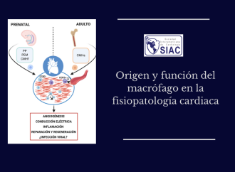 Origen y función del macrófago en la fisiopatología cardiaca