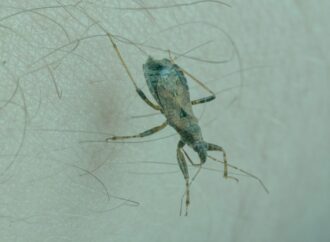 Día mundial de concientización sobre la enfermedad de Chagas
