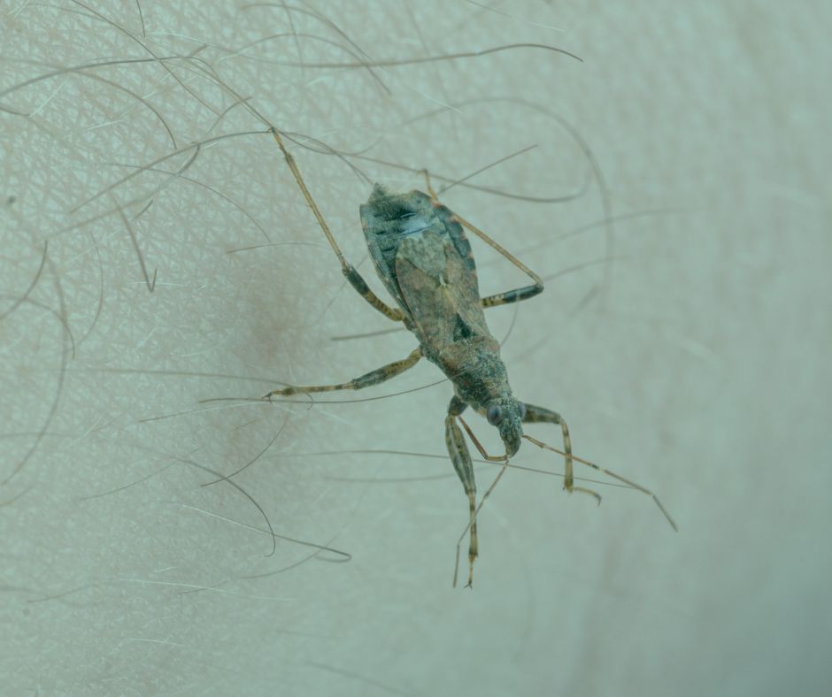 Día mundial de concientización sobre la enfermedad de Chagas